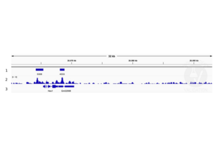 Cleavage Under Targets and Release Using Nuclease validation image for anti-Ets Variant 4 (ETV4) (AA 1-207) antibody (ABIN6131217) (ETV4 Antikörper  (AA 1-207))