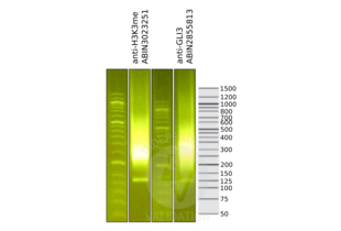Cleavage Under Targets and Release Using Nuclease validation image for anti-GLI Family Zinc Finger 3 (GLI3) antibody (ABIN2855813) (GLI3 Antikörper)