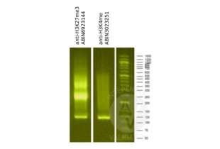 Cleavage Under Targets and Release Using Nuclease validation image for anti-Histone 3 (H3) (H3K4me) antibody (ABIN3023251) (Histone 3 Antikörper  (H3K4me))