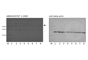 Western Blotting validation image for anti-Jagged 1 (JAG1) (Internal Region) antibody (ABIN1043767) (JAG1 Antikörper  (Internal Region))
