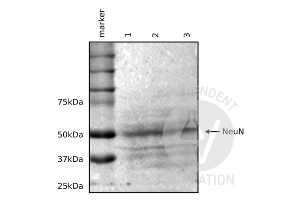 NeuN Antikörper  (AA 1-140)