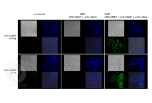 Immunofluorescence validation image for anti-SNAP Tag antibody (ABIN1573927) (SNAP Tag Antikörper)
