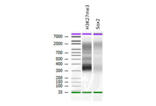 Cleavage Under Targets and Release Using Nuclease validation image for anti-SRY (Sex Determining Region Y)-Box 2 (SOX2) antibody (ABIN2855074) (SOX2 Antikörper)