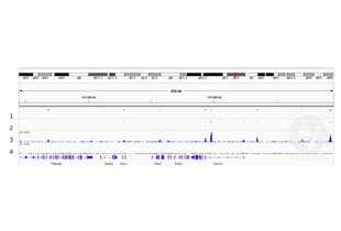 Cleavage Under Targets and Release Using Nuclease validation image for anti-SRY (Sex Determining Region Y)-Box 2 (SOX2) antibody (ABIN2855074) (SOX2 Antikörper)