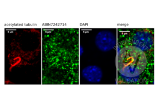 Immunofluorescence validation image for anti-Somatostatin Receptor 3 (SSTR3) antibody (ABIN7242714)