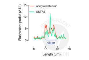 Immunofluorescence validation image for anti-Somatostatin Receptor 3 (SSTR3) antibody (ABIN7242714)
