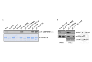 Western Blotting validation image for anti-Tumor Protein P53 (TP53) (meLys370) antibody (ABIN4902067) (p53 Antikörper  (meLys370))