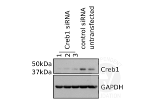 Western Blotting validation image for anti-cAMP Responsive Element Binding Protein 1 (CREB1) antibody (ABIN969061) (CREB1 Antikörper)