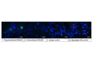 Immunofluorescence validation image for anti-DYKDDDDK Tag antibody (ABIN1112984)