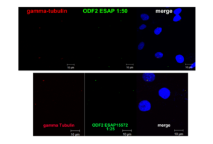 Immunocytochemistry validation image for anti-Outer Dense Fiber of Sperm Tails 2 (ODF2) antibody (ABIN2430582) (ODF2 Antikörper)