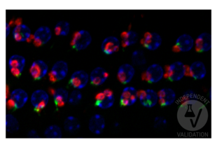 Immunofluorescence validation image for anti-Solute Carrier Family 18 (Vesicular Acetylcholine), Member 3 (SLC18A3) (AA 475-530), (C-Term) antibody (ABIN1742304) (SLC18A3 Antikörper  (C-Term))