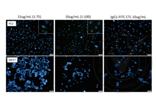Immunofluorescence validation image for anti-Nestin (NES) antibody (FITC) (ABIN1774766) (Nestin Antikörper  (FITC))