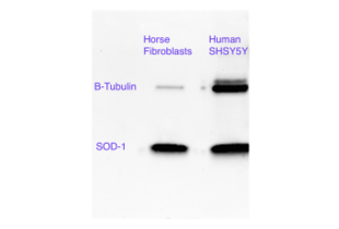 Western Blotting validation image for anti-Superoxide Dismutase 1, Soluble (SOD1) (AA 2-154) antibody (ABIN3058918)