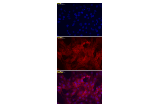 Immunocytochemistry validation image for anti-Superoxide Dismutase 1, Soluble (SOD1) (AA 2-154) antibody (ABIN3058918)