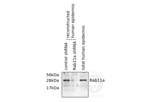 Western Blotting validation image for anti-RAB11A, Member RAS Oncogene Family (RAB11A) (C-Term) antibody (ABIN2346690) (RAB11A Antikörper  (C-Term))