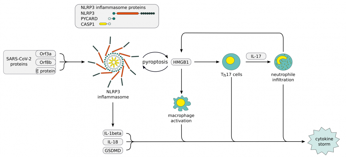 NLRP3 inflammasome dysregulation in COVID-19 NLRP3 inflammasome dysregulation in COVID-19