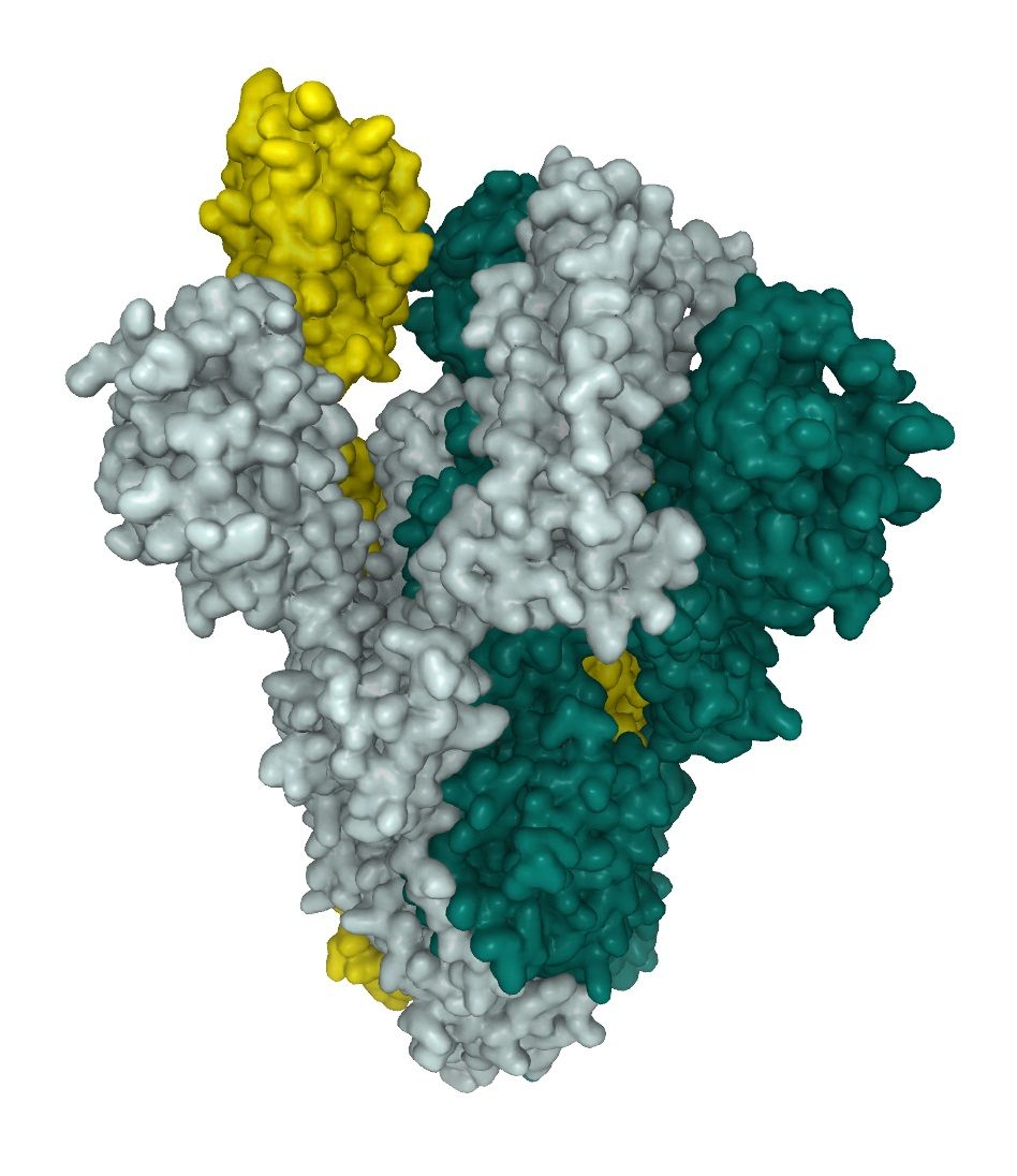 SARS-CoV-2 Spike-Protein-Trimer mit einer einzelnen RBD in der oberen Position SARS-CoV-2 Spike-Protein-Trimer mit einer einzelnen RBD in der oberen Position