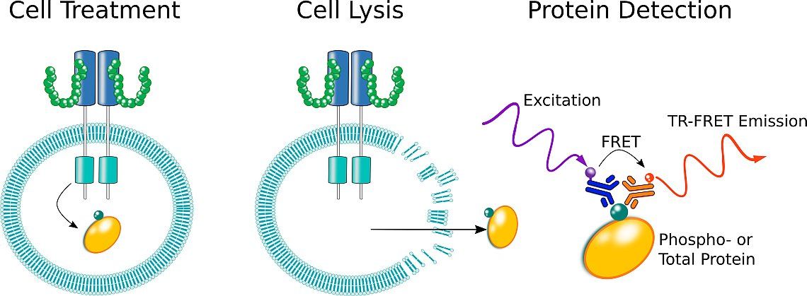 TR-FRET Method and Products TR-FRET Method and Products - antibodies-online.com