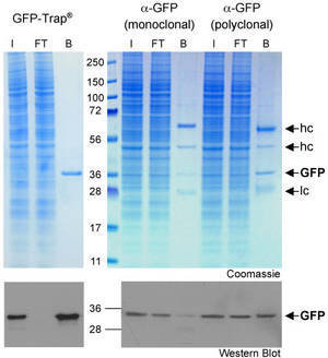 GFP-Traps®