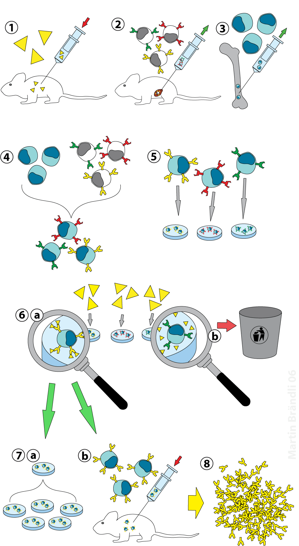 Prinzip der Hybridoma-Technik