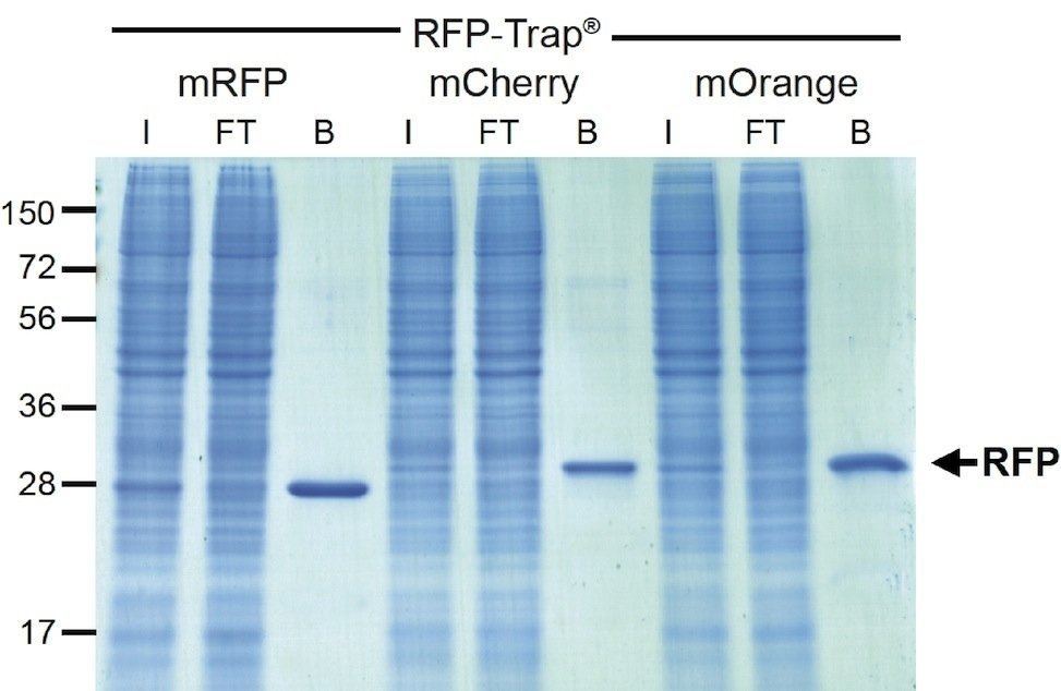 RFP-Traps®