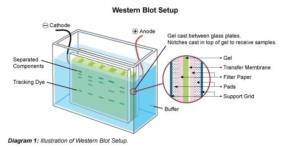 Western blotting (immunoblot)