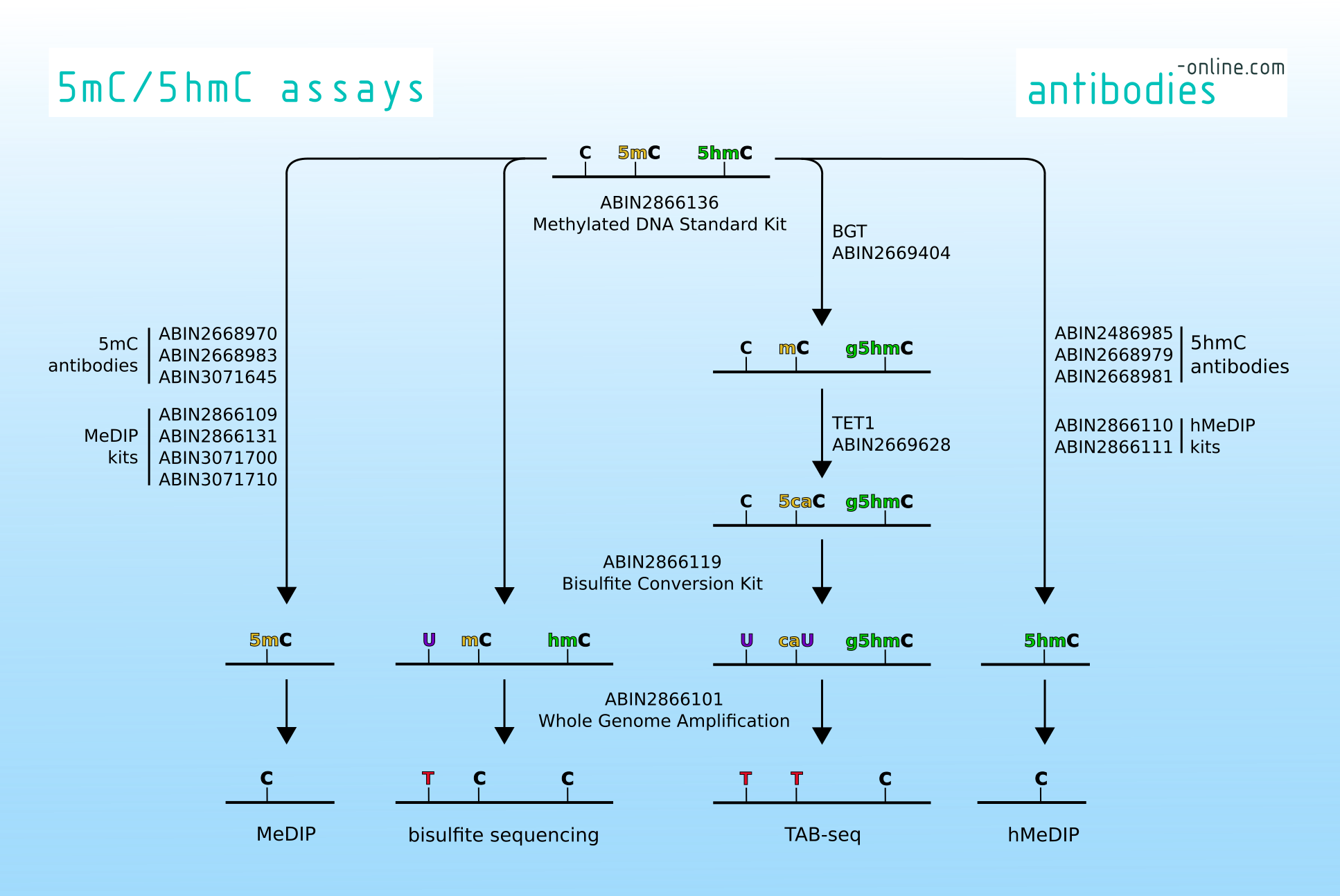 Assays für 5-mC und 5-hmC