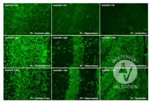 Immunohistochemistry validation image for anti-Digoxigenin (DIG) antibody (ABIN2473338) (Digoxigenin Antikörper)