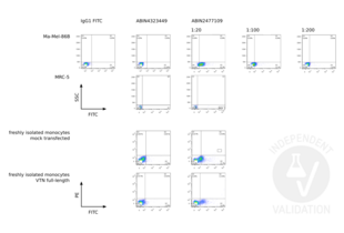 Flow cytometry analysis of melanoma cell line Ma-Mel-86B endogenously expressing VTN, primary fibroblast cell line MRC-5, and freshly isolated monocytes with or without transfection of a VTN expression plasmid subsequently to incubation with the primary VTN antibody ABIN2477109 and the secondary, FITC-labeled antibody ABIN4323449. 