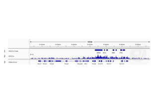 Cleavage Under Targets and Release Using Nuclease validation image for anti-Histone H3 (H3) (H3K27ac) antibody (ABIN2667903)
