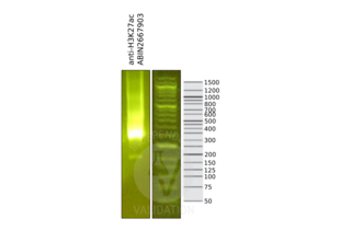 Cleavage Under Targets and Release Using Nuclease validation image for anti-Histone 3 (H3) (H3K27ac) antibody (ABIN2667903)