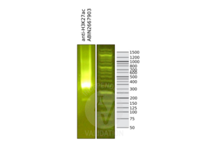 Cleavage Under Targets and Release Using Nuclease validation image for anti-Histone H3 (H3) (H3K27ac) antibody (ABIN2667903) (Histone 3 Antikörper  (H3K27ac))
