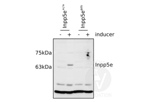 INPP5E antibody  (C-Term)