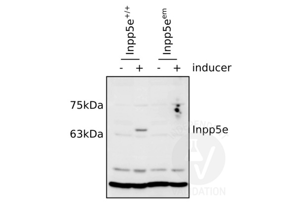 INPP5E antibody  (C-Term)