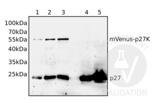 Western Blotting validation image for anti-Cyclin-Dependent Kinase Inhibitor 1B (p27, Kip1) (CDKN1B) antibody (ABIN3025539)