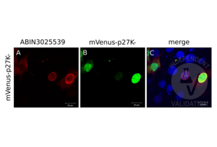 Immunocytochemistry validation image for anti-Cyclin-Dependent Kinase Inhibitor 1B (p27, Kip1) (CDKN1B) antibody (ABIN3025539)
