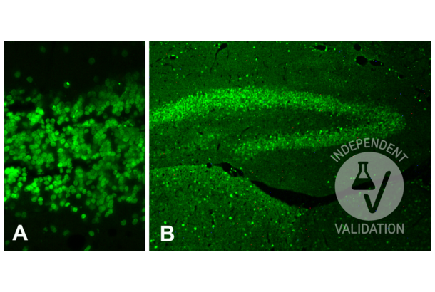 Histone H4 Antikörper (acLys12)