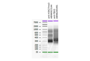 Cleavage Under Targets and Release Using Nuclease validation image for anti-T-Box 3 (TBX3) antibody (ABIN6265491)
