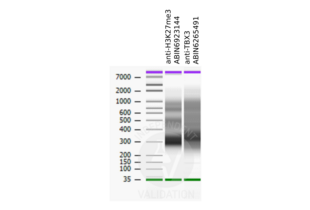 TBX3 antibody