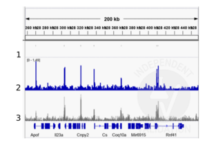 Cleavage Under Targets and Release Using Nuclease validation image for anti-T-Box 3 (TBX3) antibody (ABIN6265491)