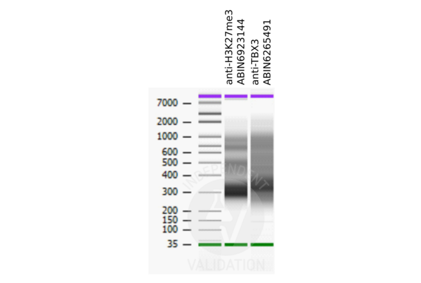 TBX3 antibody