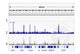 Cleavage Under Targets and Release Using Nuclease validation image for anti-TBX2/3 (Internal Region) antibody (ABIN6265491) (TBX2/3 (Internal Region) Antikörper)