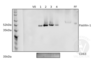 Different fractions from an enrichment of extracellular vesicles from bovine follicular fluid were probed with antibodies ABIN374222 and ABIN1440014 against exosome markers flotillin-1 (upper panel) and CD63 (lower panel). See protocol for more information. V0: void volume. 1: fraction 1, some exosomes expected. 2: fraction 2, usually the richest in exosomes. 3: third fraction, lower exosome concentration. 4: fourth fraction, contains no or very few exosomes. FF: follicular fluid.