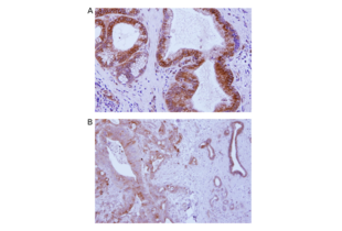 STING/TMEM173 anticorps  (C-Term)