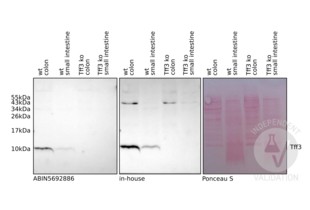ABIN5692886 specifically recognizes Tff3 in colon and small intestine tissue of wild type C57BL/6 mice. 
