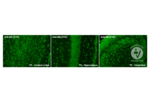 Immunohistochemistry validation image for anti-Digoxigenin (DIG) antibody (FITC) (ABIN1514934) (Digoxigenin Antikörper  (FITC))