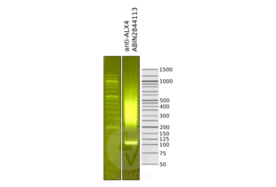 Library profiles comparing fragment size distributions on an E-Gel EX 2% agarose gel (Thermo Fisher). Fragments obtained from CUT&RUN using the anti-ALX4 antibody ABIN2844113 (right) after library preparation, compared to the E-Gel Sizing DNA Ladder (Thermo Fisher) (left).