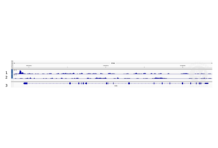 1. Alignment tracks from CUT&RUN targeting ALX4 in mouse fore limb (11.5) cells using anti-ALX4 antibody ABIN2844113, showing the Eif3b locus. 2. Alignment tracks using negative control IgG, ABIN101961. 3. RefSeq Genes.