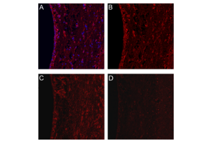 Immunofluorescence validation image for anti-ATPase, Na+/K+ Transporting, alpha 2 Polypeptide (ATP1A2) (AA 451-479) antibody (ABIN652011)
