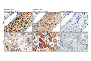 Immunohistochemistry validation image for anti-CD200 Receptor 1 (CD200R1) (AA 275-303), (C-Term) antibody (ABIN2847869)